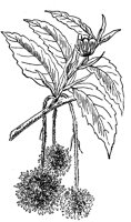 beech-flower_3_lg.gif