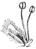 willow-flower_1_th.gif