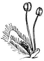 willow-flower_1_md.gif