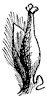 willow-flower_2_th.gif
