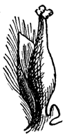 willow-flower_2_sm.gif