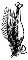 willow-flower_2_md.gif