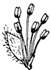 black-willow-flower_1_th.gif
