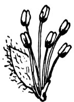black-willow-flower_1_lg.gif