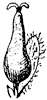 black-willow-flower_2_th.gif
