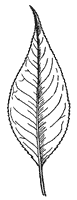 almondleaf-willow-leaf_1_sm.gif
