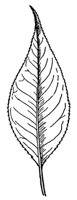 almondleaf-willow-leaf_1_md.gif