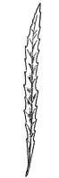 longleaf-willow-leaf_1_sm.gif