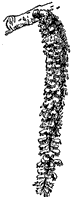cottonwood-flowers_1_sm.gif