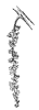 cottonwood-flowers_2_th.gif