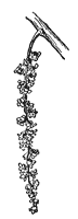 cottonwood-flowers_2_sm.gif