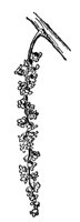 cottonwood-flowers_2_md.gif
