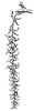 lg-tooth-aspen-flower_1_th.gif