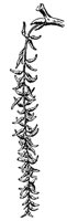 lg-tooth-aspen-flower_1_md.gif