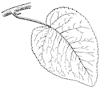swamp-cottonwood-leaves_1_th.gif