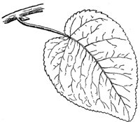 swamp-cottonwood-leaves_1_md.gif