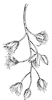 swamp-cottonwood-fruit_1_th.gif