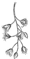 swamp-cottonwood-fruit_1_sm.gif
