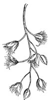 swamp-cottonwood-fruit_1_md.gif