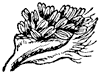 balsam-flower_1_th.gif