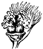 balsam-flower_2_th.gif
