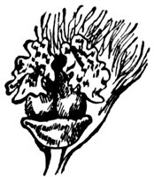 balsam-flower_2_lg.gif
