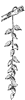 balsam-fruit_1_th.gif