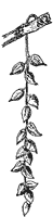 balsam-fruit_1_sm.gif