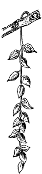 balsam-fruit_1_md.gif
