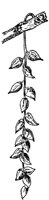 balsam-fruit_1_lg.gif
