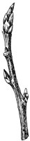 cottonwood-branch_1_lg.gif
