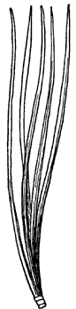 white-pine-leaves_1_md.gif