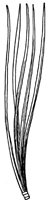 white-pine-leaves_1_lg.gif