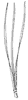 pitch-pine-leaves_1_th.gif