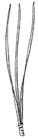 pitch-pine-leaves_1_sm.gif