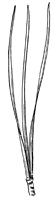 pitch-pine-leaves_1_lg.gif