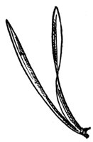 gray-pine-leaves_1_md.gif