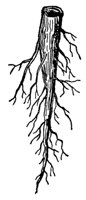 tap-root_1_md.gif