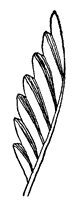 leaf_16_sm.gif