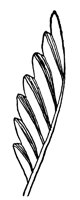 leaf_16_lg.gif