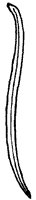 leaf_20_sm.gif
