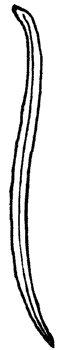 leaf_20_md.gif