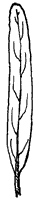 leaf_21_sm.gif