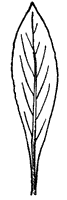 leaf_26_sm.gif