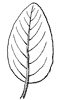 leaf_27_th.gif