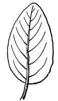 leaf_27_lg.gif