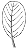 leaf_28_th.gif