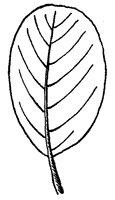 leaf_28_sm.gif