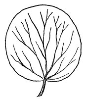 leaf_29_sm.gif