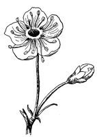 cherry-blossom-flower_1_lg.gif